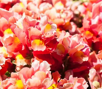 Antirrhinum majus, rot Antirrhinum majus, rot