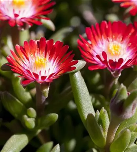 Delosperma cooperi