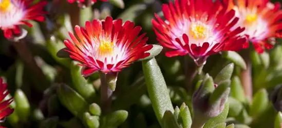 Delosperma cooperi
