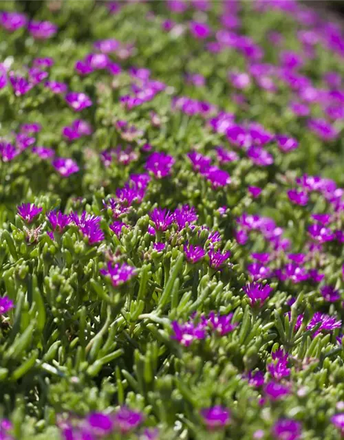 Delosperma cooperi