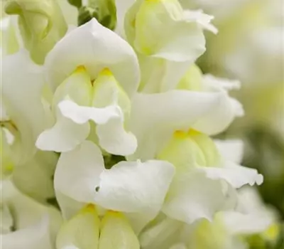 Antirrhinum majus, weiß Antirrhinum majus, weiß