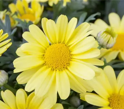 Argyranthemum frutescens, gelb Argyranthemum frutescens, gelb