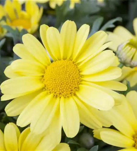 Argyranthemum frutescens, gelb