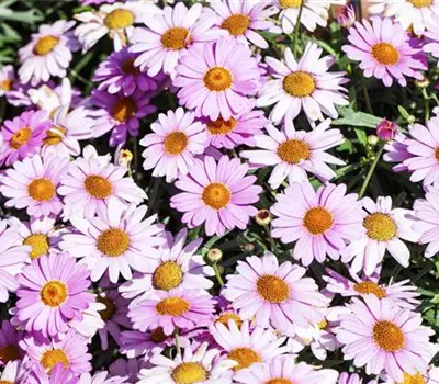 Argyranthemum frutescens, rosa Argyranthemum frutescens, rosa