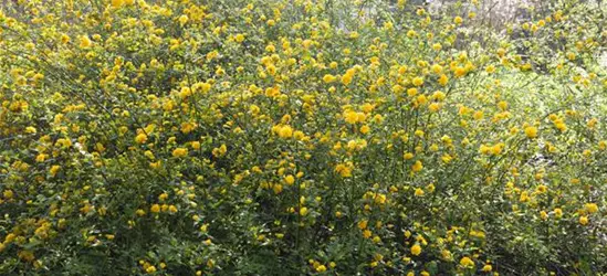 Kerria japonica