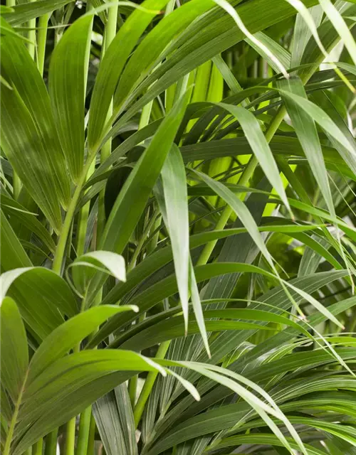 Kentia Palme, 150 cm, 24 cm Topf