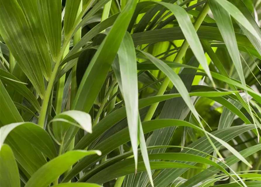 Kentia Palme, 150 cm, 24 cm Topf