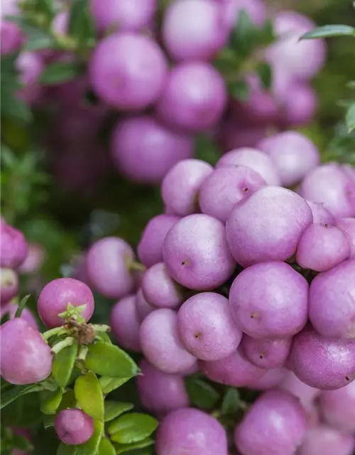 Gaultheria mucronata