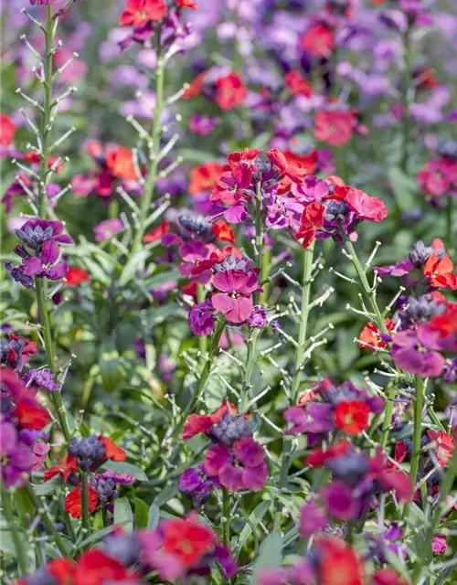 Erysimum cheiri
