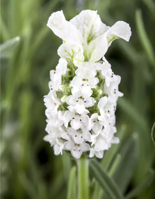 Lavandula stoechas, weiß
