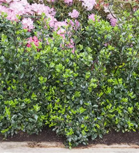 Immergrüne Laubgehölze