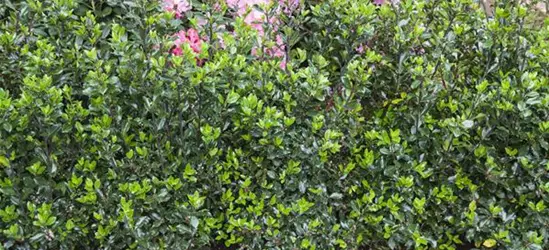 Immergrüne Laubgehölze