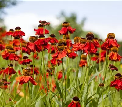Helenium