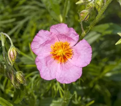 Helianthemum cultorum