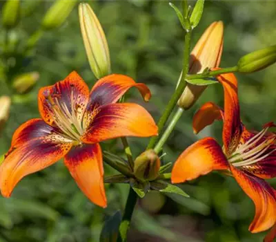 Lilium Asiatic