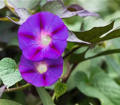 Ipomoea tricolor