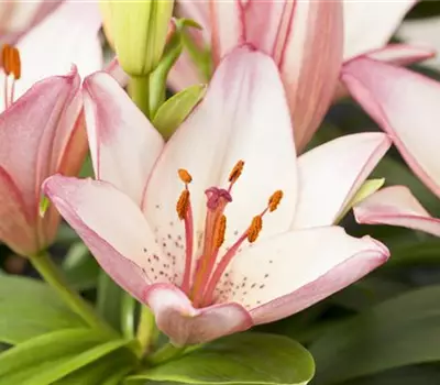Lilium Oriental