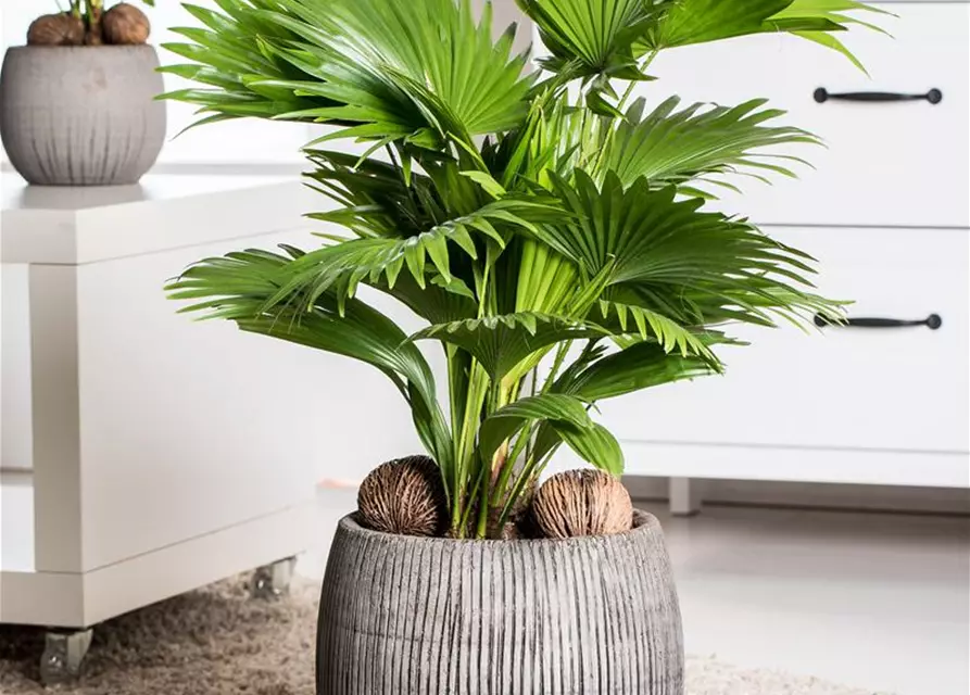 Livistona chinensis