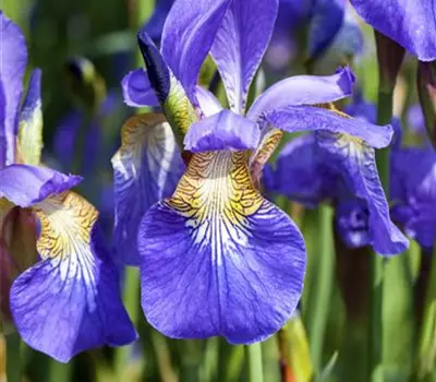 Iris sibirica
