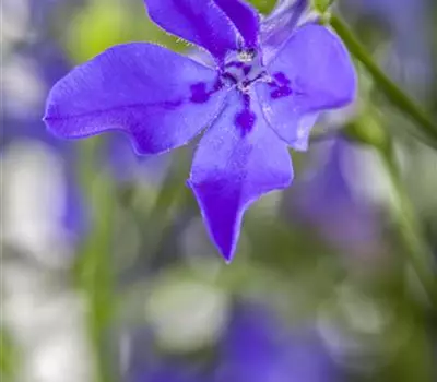 Lobelia erinus