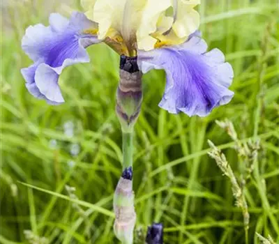 Iris x germanica