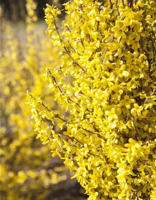 Forsythia x intermedia 'Week End'®