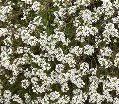 Lobularia maritima