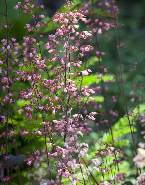 Heuchera micrantha
