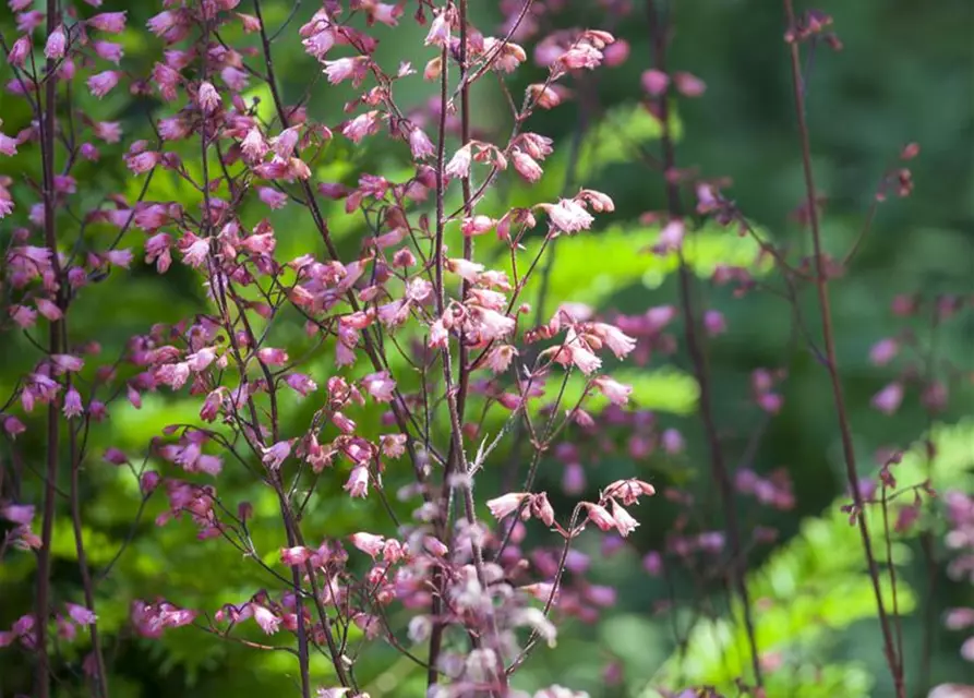 Heuchera micrantha