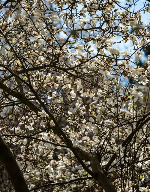 Magnolia stellata