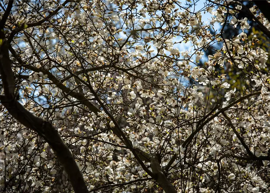 Magnolia stellata
