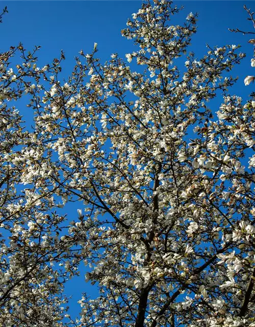 Magnolia stellata