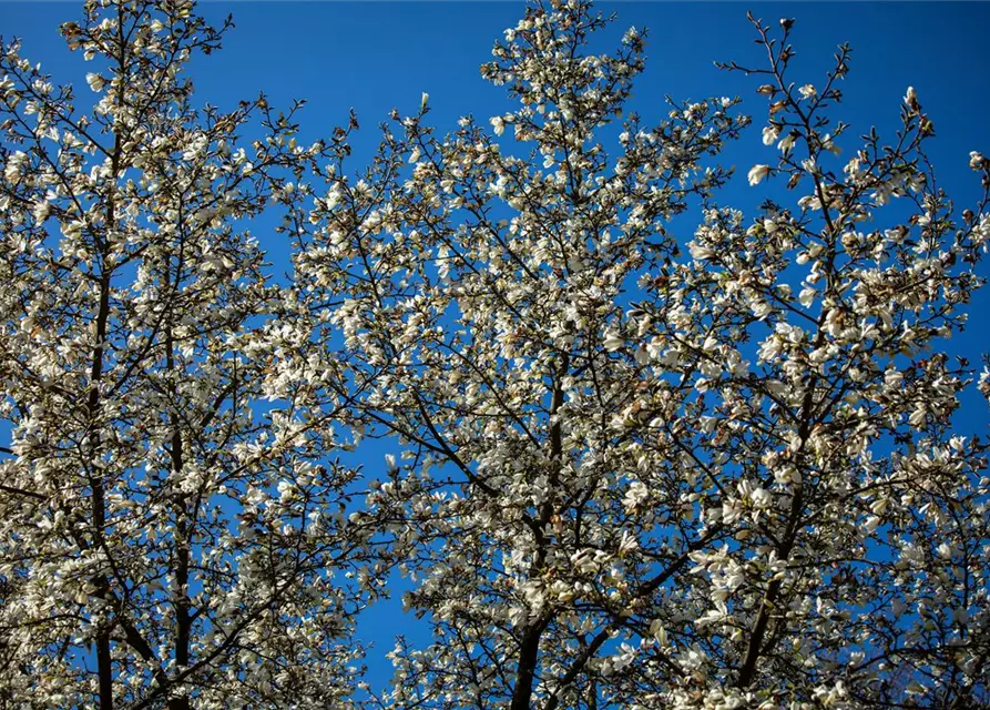 Magnolia stellata
