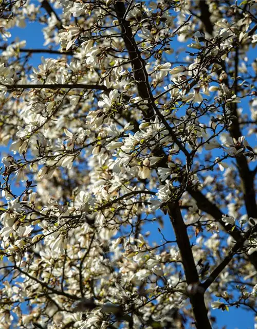 Magnolia stellata
