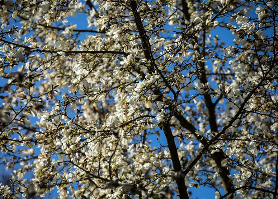 Magnolia stellata