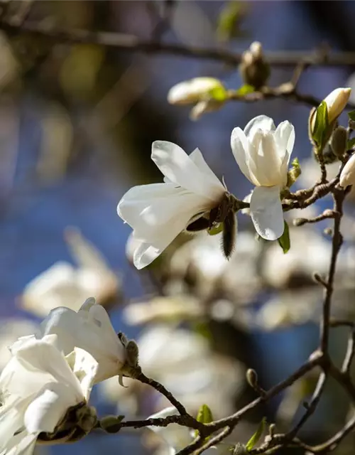 Magnolia stellata