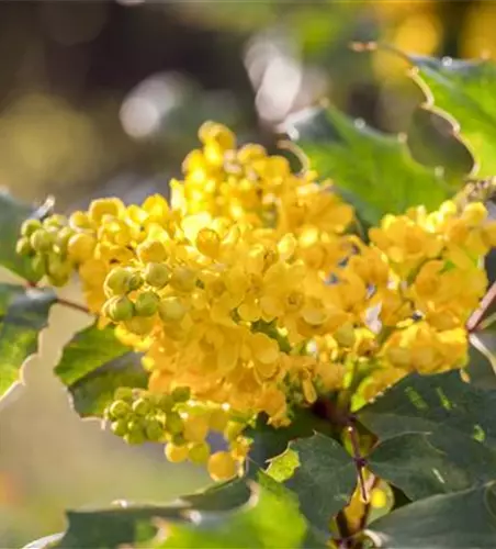 Mahonia aquifolium