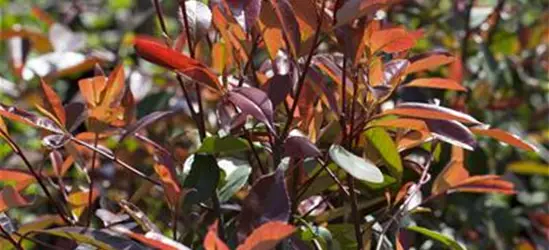Photinia fraseri 'Red Robin'
