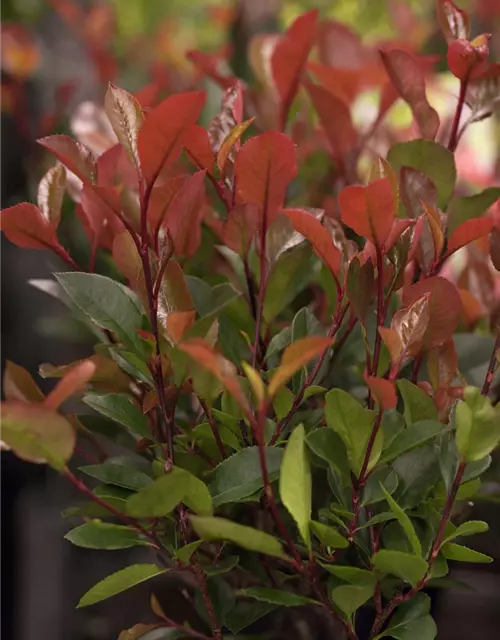 Photinia fraseri