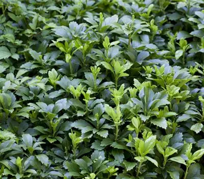 Pachysandra terminalis 'Green Carpet'®