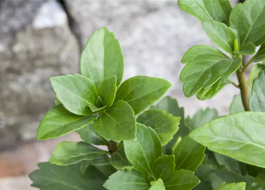 Pachysandra terminalis