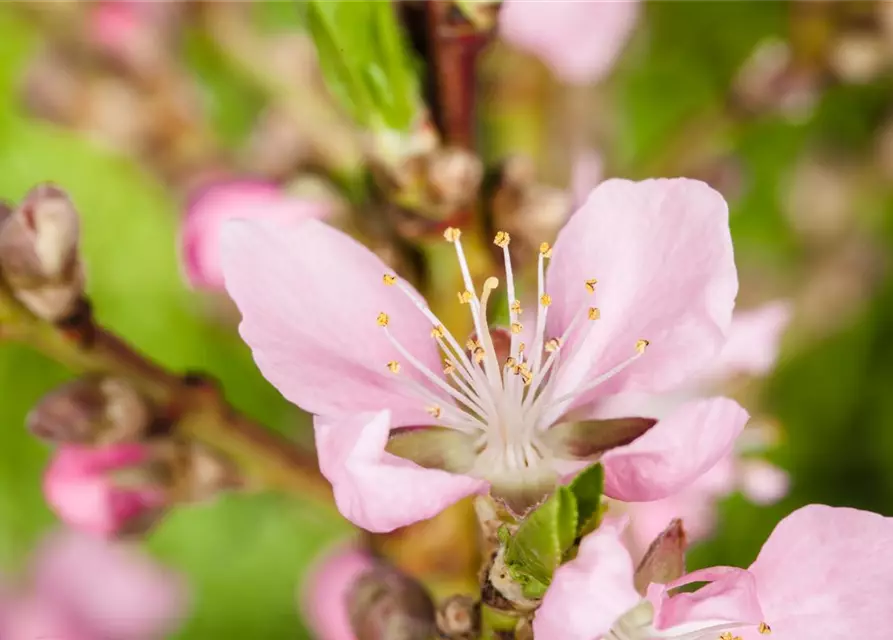 Prunus dulcis
