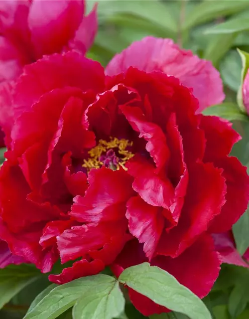 Paeonia lactiflora