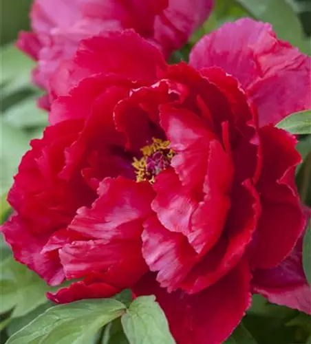 Paeonia lactiflora, rot