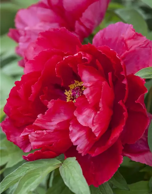 Paeonia x suffruticosa, rot