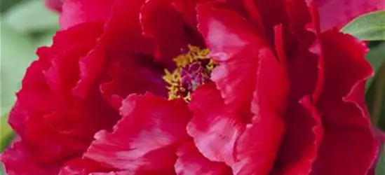 Paeonia lactiflora, rot