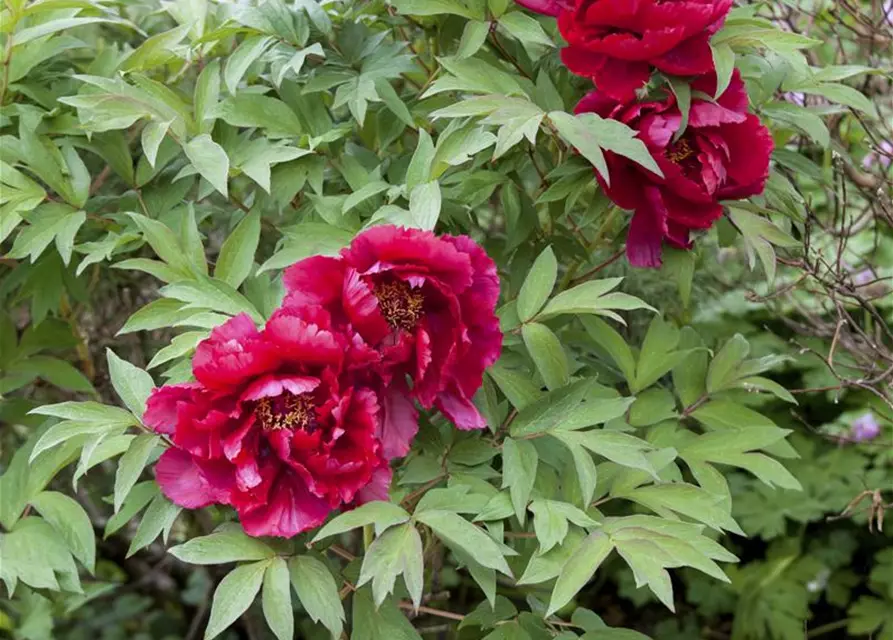 Paeonia lactiflora