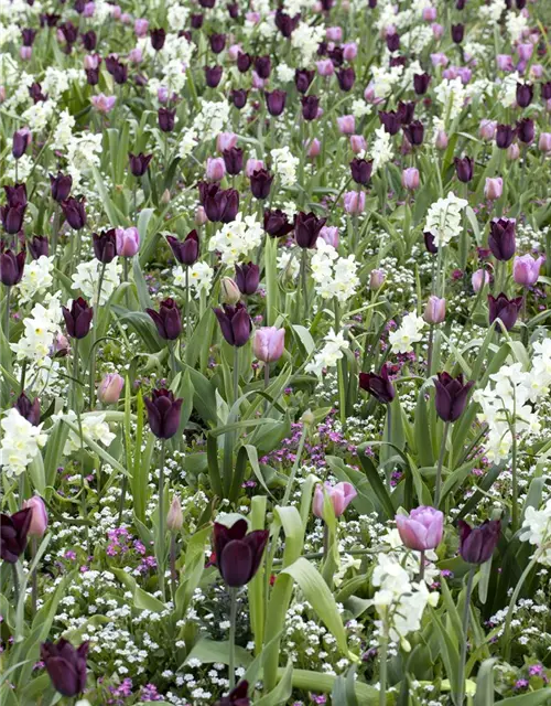 Tulpe gefüllt- frühe Mischung