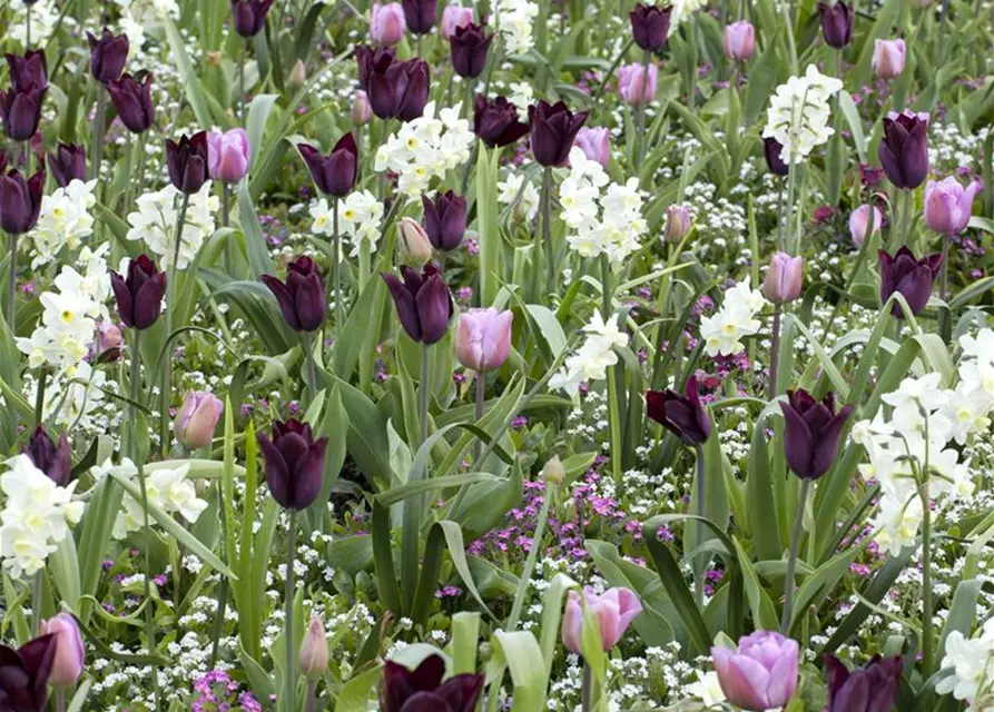 Tulpe gefüllt- frühe Mischung