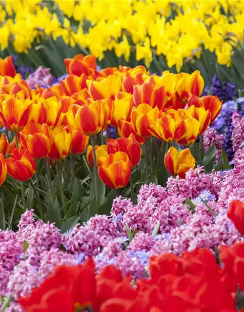 Tulpe gefüllt- frühe Mischung